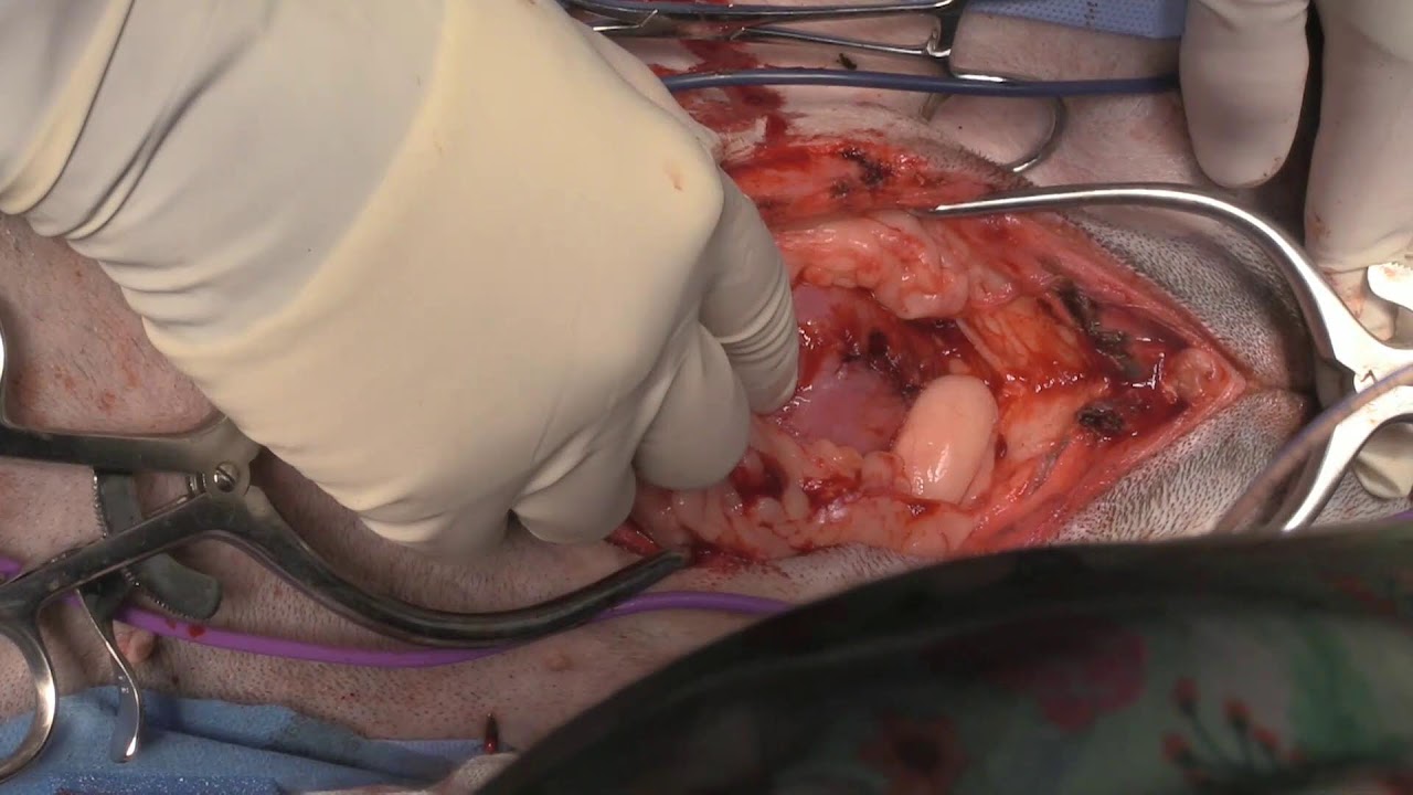 live stream penile amputation and urethrostomy in a dog