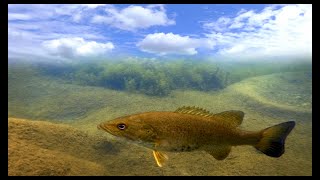 My Friendship with wild fish   2022 by Algis Kemezys 132 views 1 year ago 46 seconds