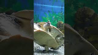 #shorts Черепахи в Алуштинском аквариуме #крым #алушта #черепахи #аквариум