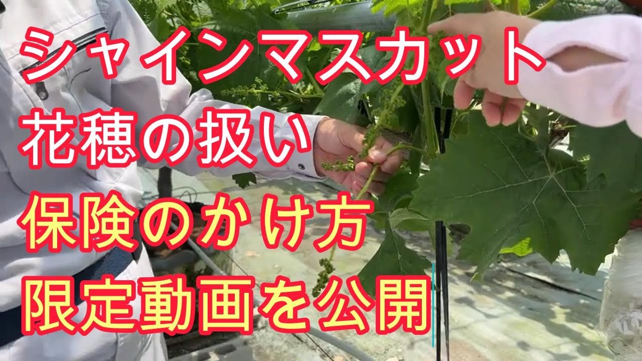 ブドウ栽培【花穂調整・縮果症予防・袋選び】プロ技術を家庭菜園でも使える様に解説。花穂の扱い方、潅水量の決め方、枝葉管理技術、袋や傘等の選び方。ナガノパープル、シャインマスカットで利用。