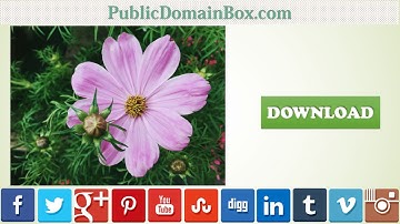 Public Domain Pictures - 27-10-2016