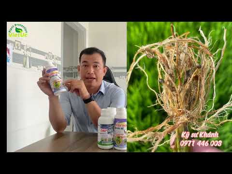 Video: Kiểm soát Tuyến trùng của Cây Lúa mạch - Cách Phòng ngừa Tuyến trùng Lúa mạch