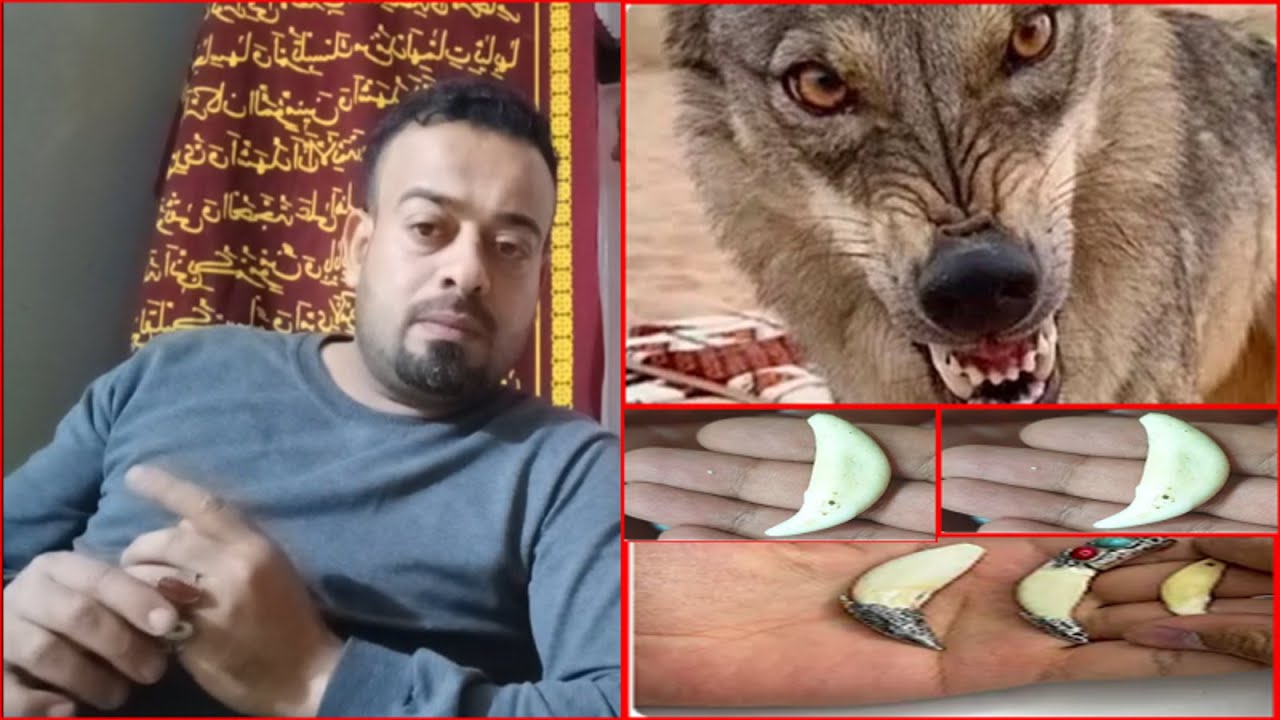 ناب الذئب الأصلي وكيف معرفة الأصلي شاهد الفيديو - YouTube
