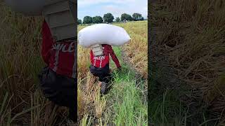 pawis Hirap At Pagod trending shorts agriculture