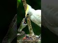 Chick in Danger! Bird’s Daring Beak Attack Stuns Snake