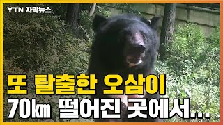 [자막뉴스] '4번째 대탈출'...방랑곰 오삼이를 어찌하나 / YTN