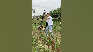 #corn #agriculture #harvesting #caltivation and #weeding