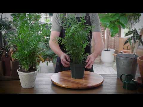 How to Grow and Care for Parlor Palm
