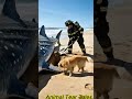 Kind Dog saves Whale Shark from Dying #dog #goldenretriever #animalrescue