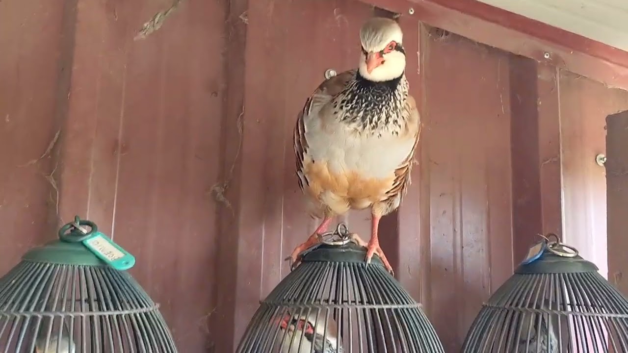 Vamos al aceite de oliva 🫒