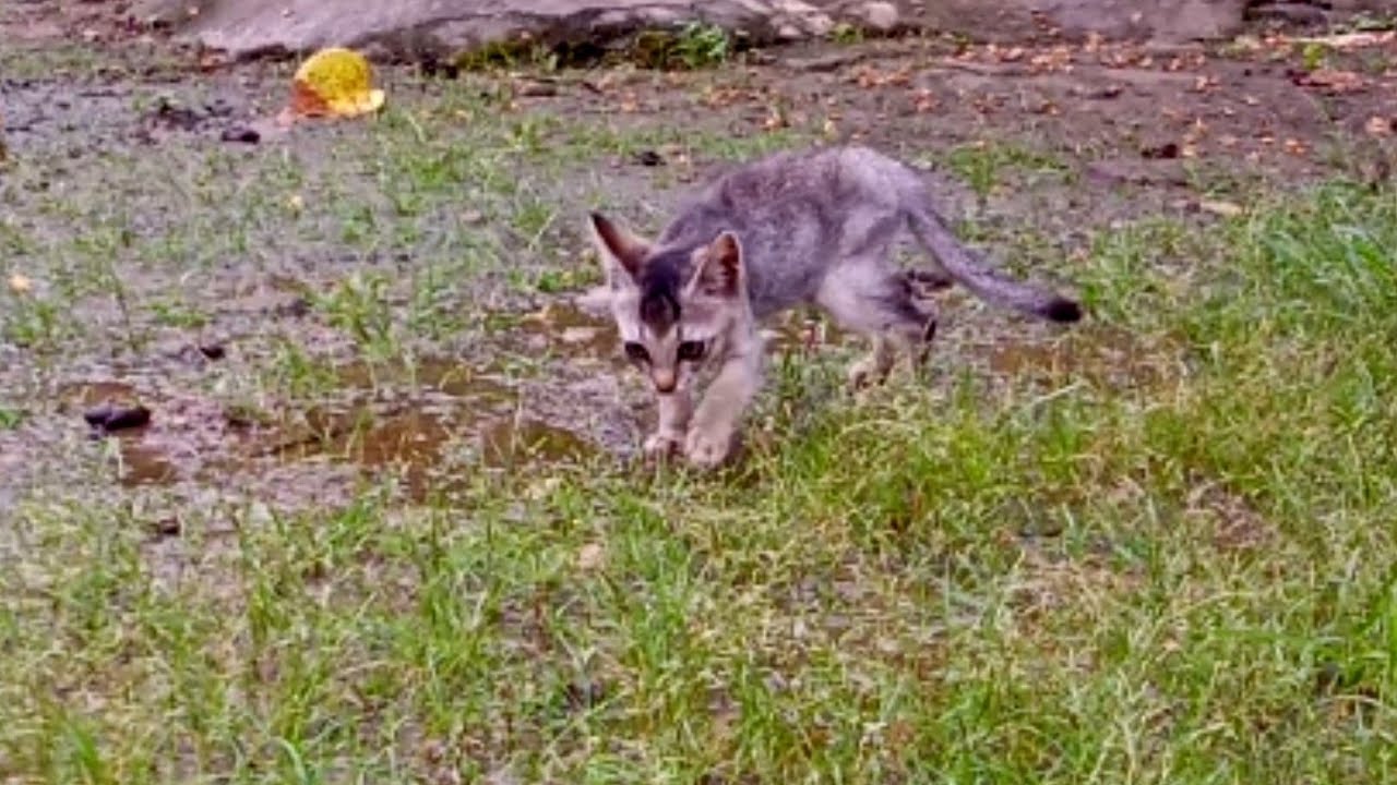 Cute kitty roaming Meow meow agilsakninambegipa YouTube