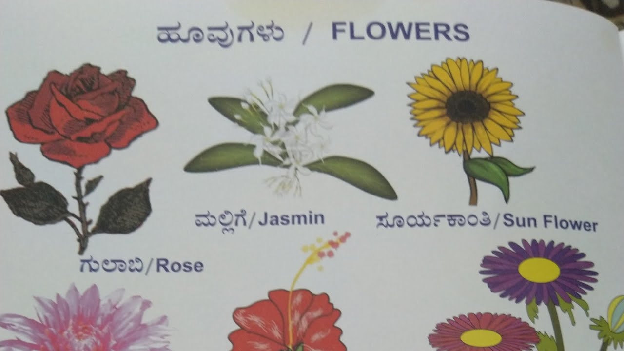 Learn Flower Names In Kannada Huvugala