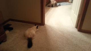 Birman Kitten Sneak Attack on Ragdoll by Binxby the Birman 370 views 10 years ago 20 seconds