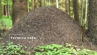 Mravce - Vojna A Mier