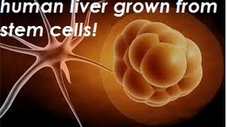 Human Liver Grown From Stem Cells!