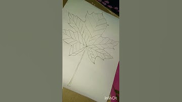 how to draw a maple 🍁 leaf in a easy way #drawingtutorial #drawing @the_blush