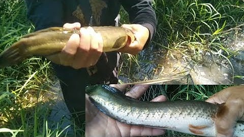 Chuyến thăm lơ cá lóc lần 2 #châmpichvlog