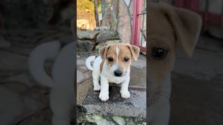 Domuz Uzmani Kurtboğan