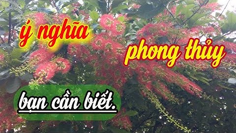 CÓ NÊN TRỒNG LỘC VỪNG TRƯỚC NHÀ ( ý nghĩa phong thủy bạn cần biết) Mê bonsai