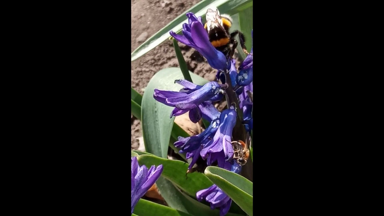 Волшебный цветок - YouTube