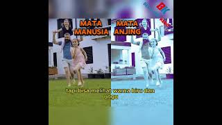 Rahasia Penglihatan Anjing: Memahami Cara Mereka Memproses Informasi Visual  #faktaunik #hewan
