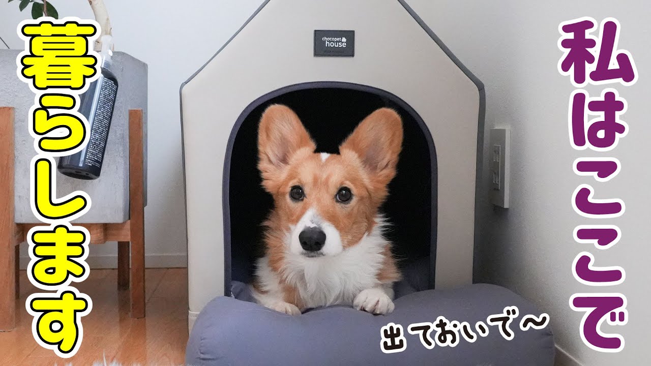 飼い主のせいで愛犬が引きこもりになりそうです！ - YouTube
