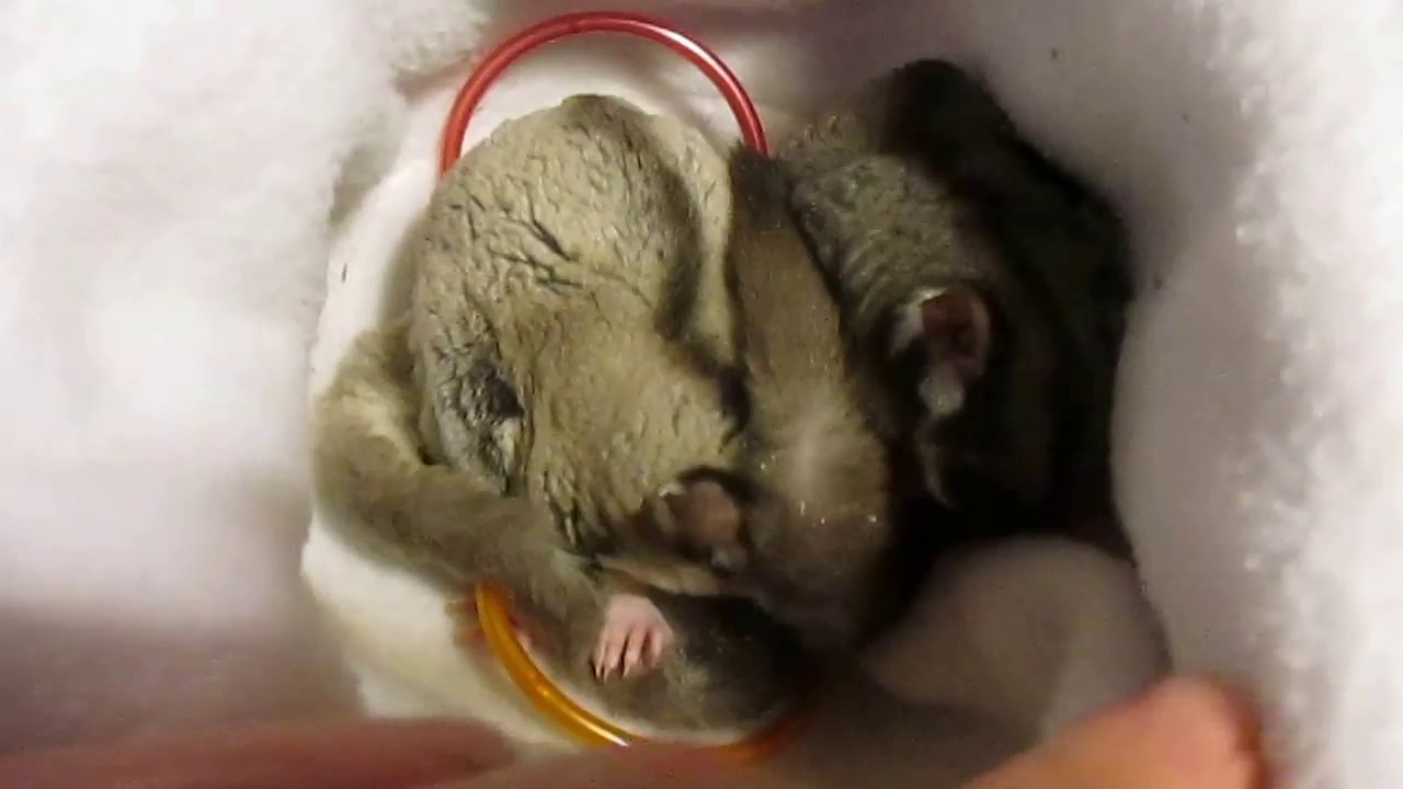Sugar glider parents with nursing joey two days out of pouch. YouTube