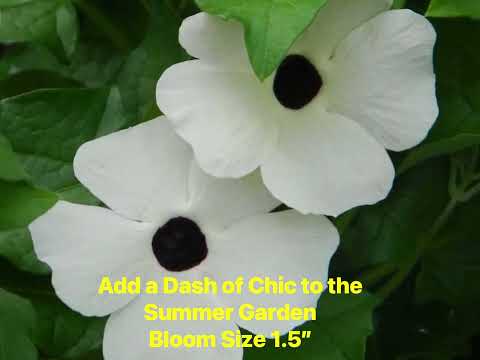 White Black Eyed Susan Vine. Easy To Grow In Sun Or Shade