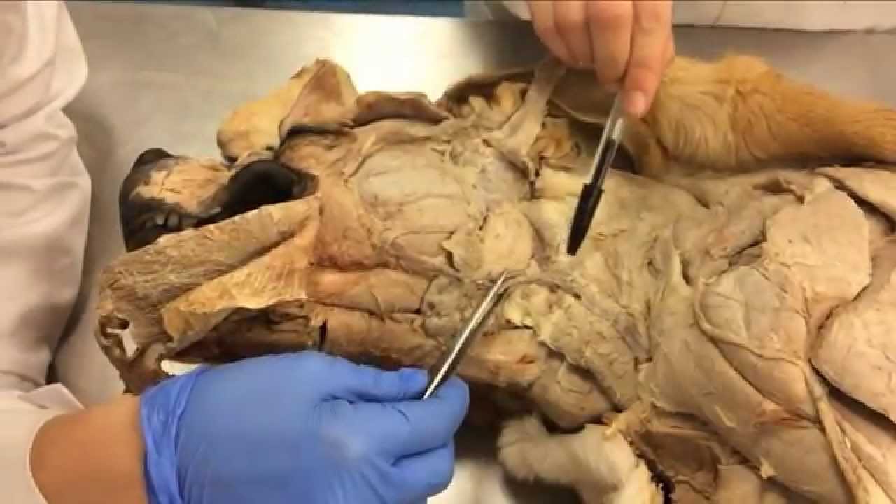 Anatomía | Musculatura Cabeza de Perro - YouTube