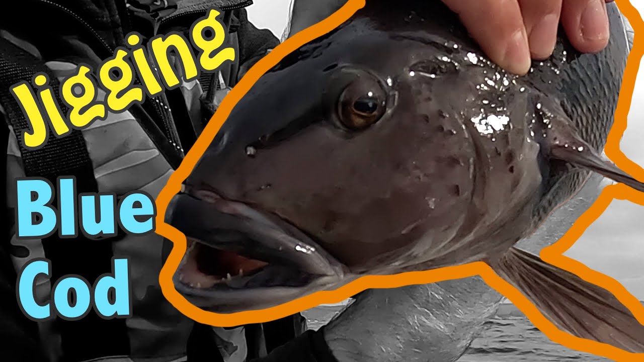 Catching Big BLUE COD On MICRO JIGS | NZ Fishing - YouTube