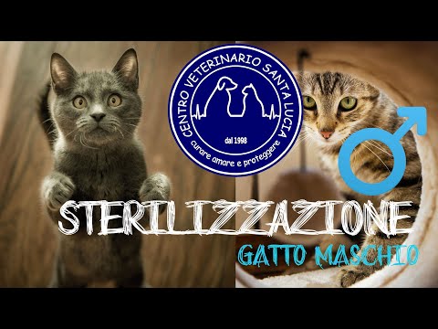 Video: Come Preparare Un Gatto Per La Castrazione