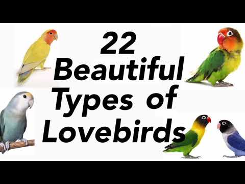 Types Of Love Birds | Lovebirds Mutation | Love Birds
