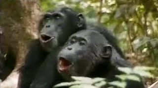 Chimps vs Red Colobus Monkeys | BBC Studios