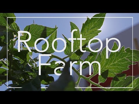 The Rooftop Farm at Boston Medical Center