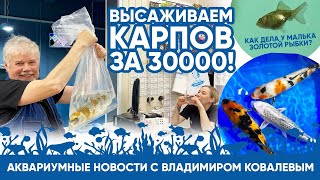 Аквариумные новости с Владимиром Ковалевым (20.05.2023).Ищем "болячки" под микроскопом! Найдем ли?..