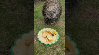 Good Ole faithful Porky #love #porcupine #posh #nature #wildlife #Canada #bekind