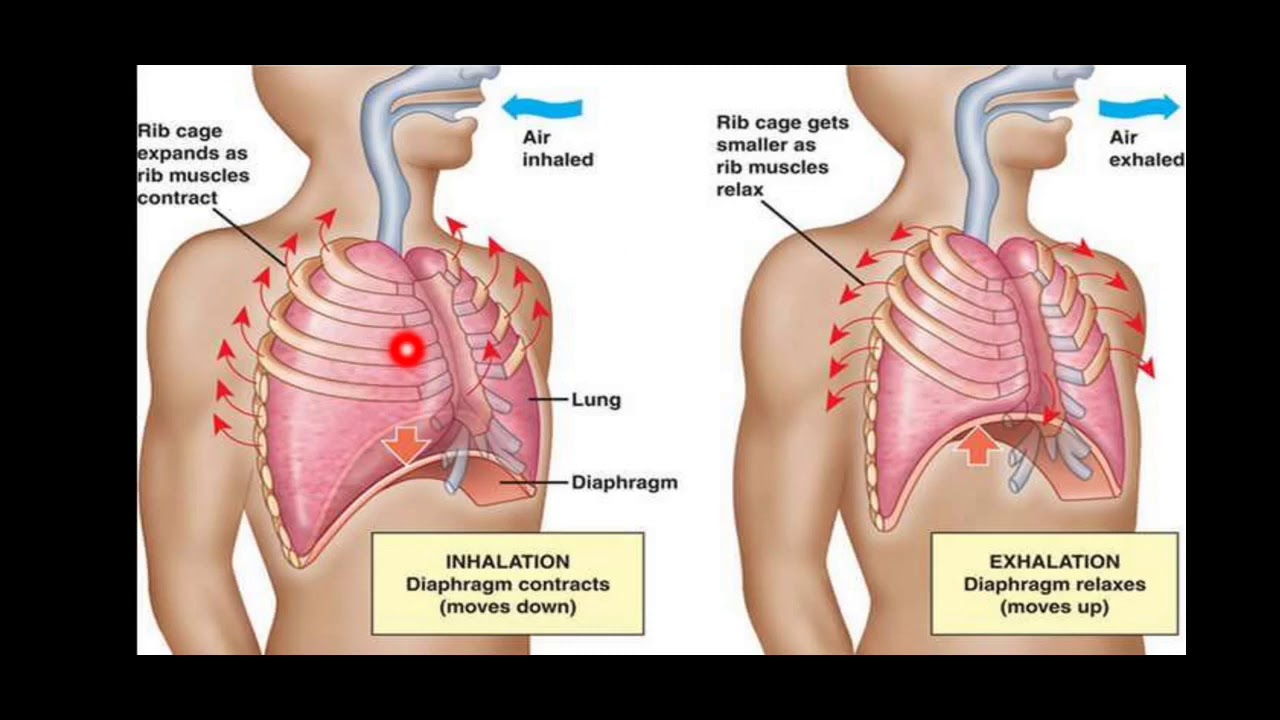 Вдыхаю полные легкие. Дыхательные упражнения для легких при астме. Дыхательные практики для диафрагмы. Диафрагмальное дыхание. Упражнения на дыхание.