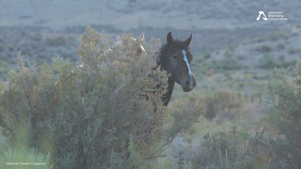 Wild and Free in Utah's Cedar Mountain: Wild Horses