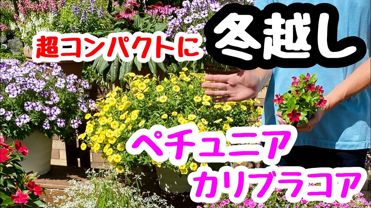 冬越し その手があったか ペチュニア カリブラコア 春夏のお花の冬越し Youtube