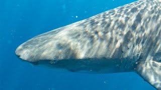 Swimming With Sharks in Jupiter Florida - Bull Sharks - Lemon Sharks - On my!