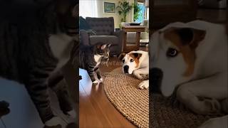 This Dog Was Shocked When The Cat Gave Him A Mouse