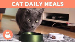 How Often Should a CAT EAT?  (Newborns, Kittens and Adults)