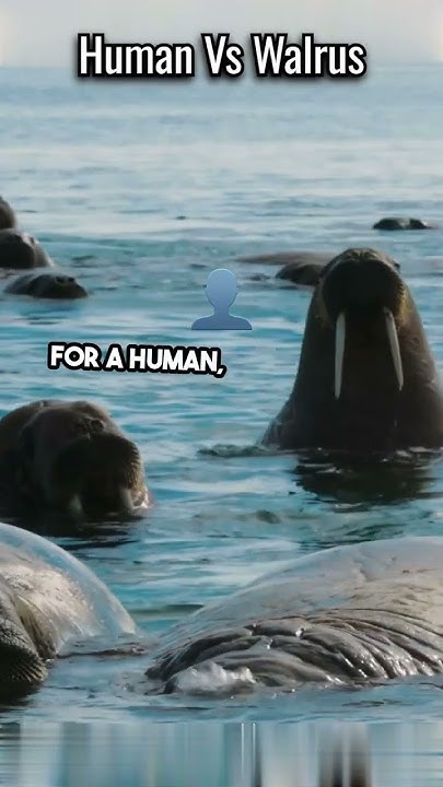 Can A Human Beat A Walrus shorts science facts YouTube can-a-human-beat-a-walrus-shorts-science-facts-youtube