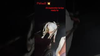Pitbull 💥 25 September ka liya ready ha 💥 gulaothi to Bhatona 🚩 abhishek Bhatona all team 💫