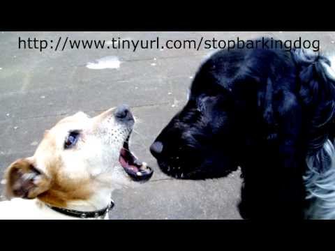 How to Train a Dog Not To Bark - Part 1