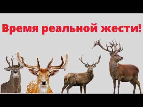 ТАКОГО российские мужчины еще не видели