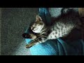 なんなの？♥もう♥可愛すぎ仔猫