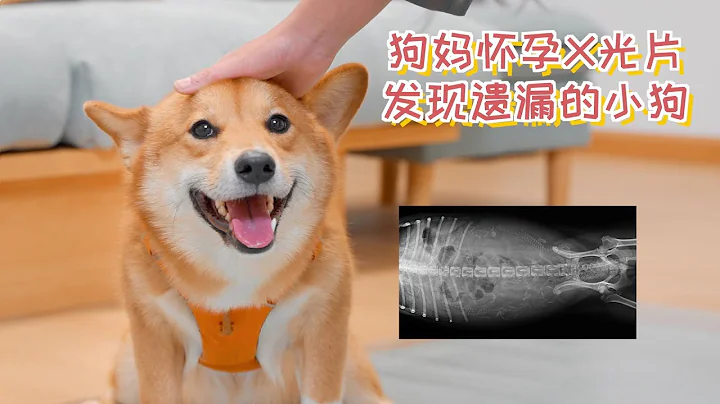 我從狗媽媽懷孕的X光片中，發現了被忽視的小狗 - 天天要聞