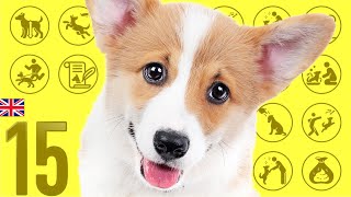 #15 Welsh Corgi Pembroke ❤️ TOP100 Cute Dog Breeds Video by Dogs 101 ❤️ I want a dog! 568 views 2 years ago 8 minutes, 1 second