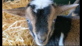 Adorable Baby Nigerian Dwarf Goats  A Cuteness Overload!